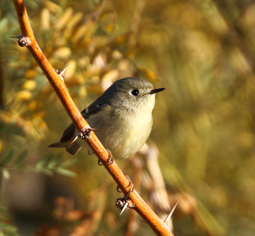 Gözlüklü Çalıkuşu - ML646379009