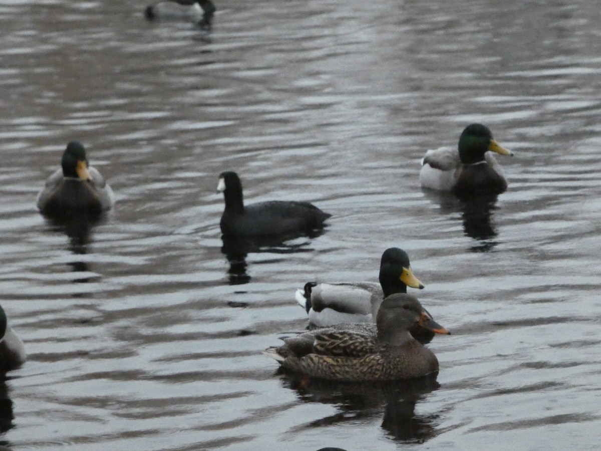 amerikasothøne - ML646379011