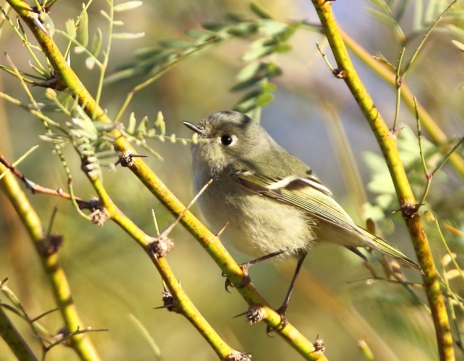 Gözlüklü Çalıkuşu - ML646379012