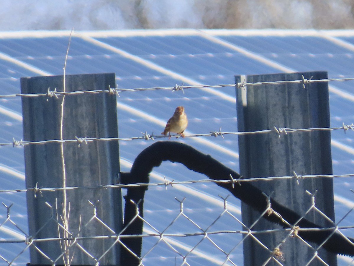 Tarla Serçesi - ML646379013