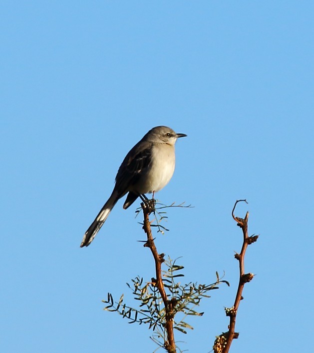 Kuzeyli Taklitçi - ML646379015