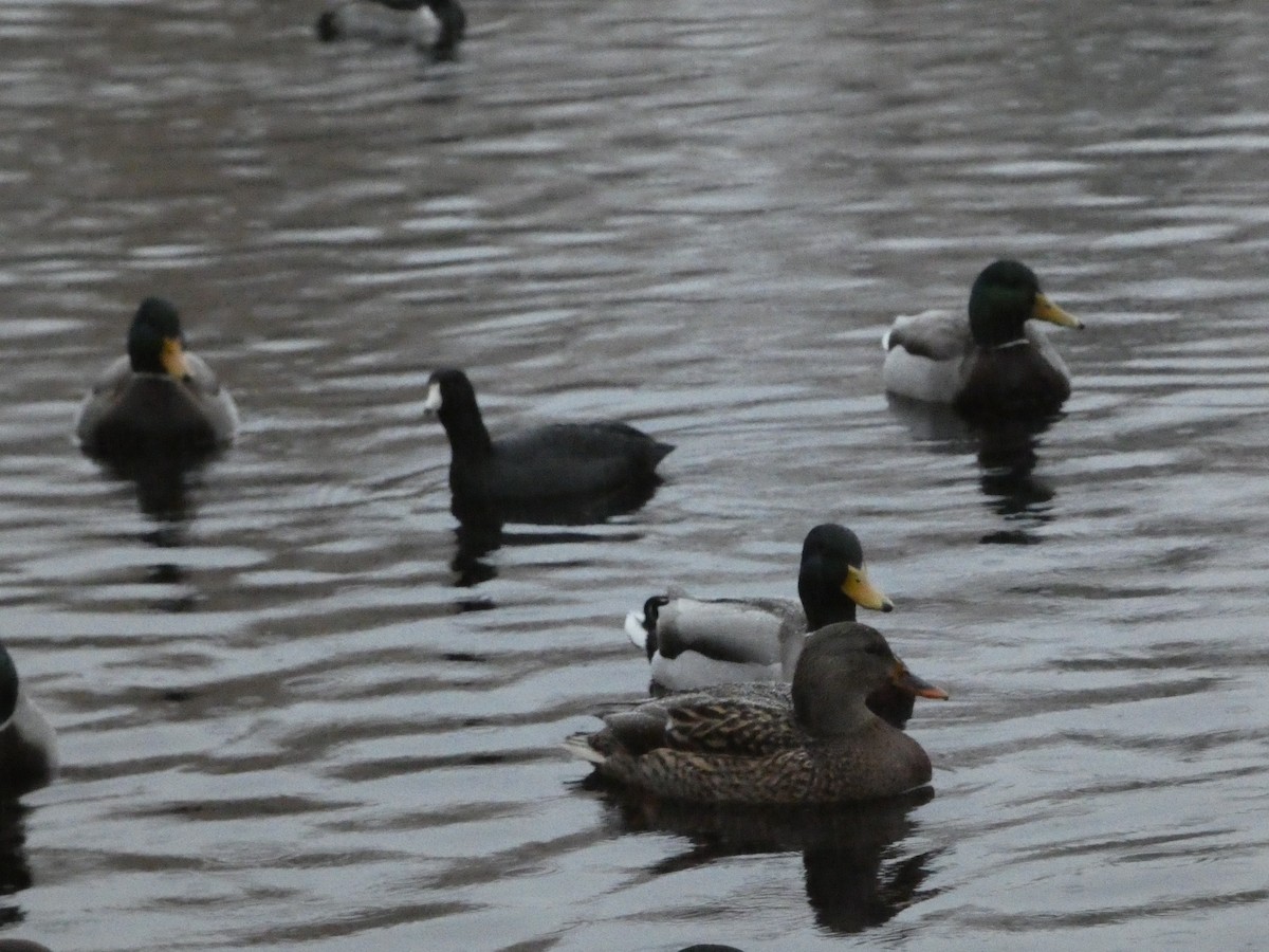 Yeşilbaş - ML646379016