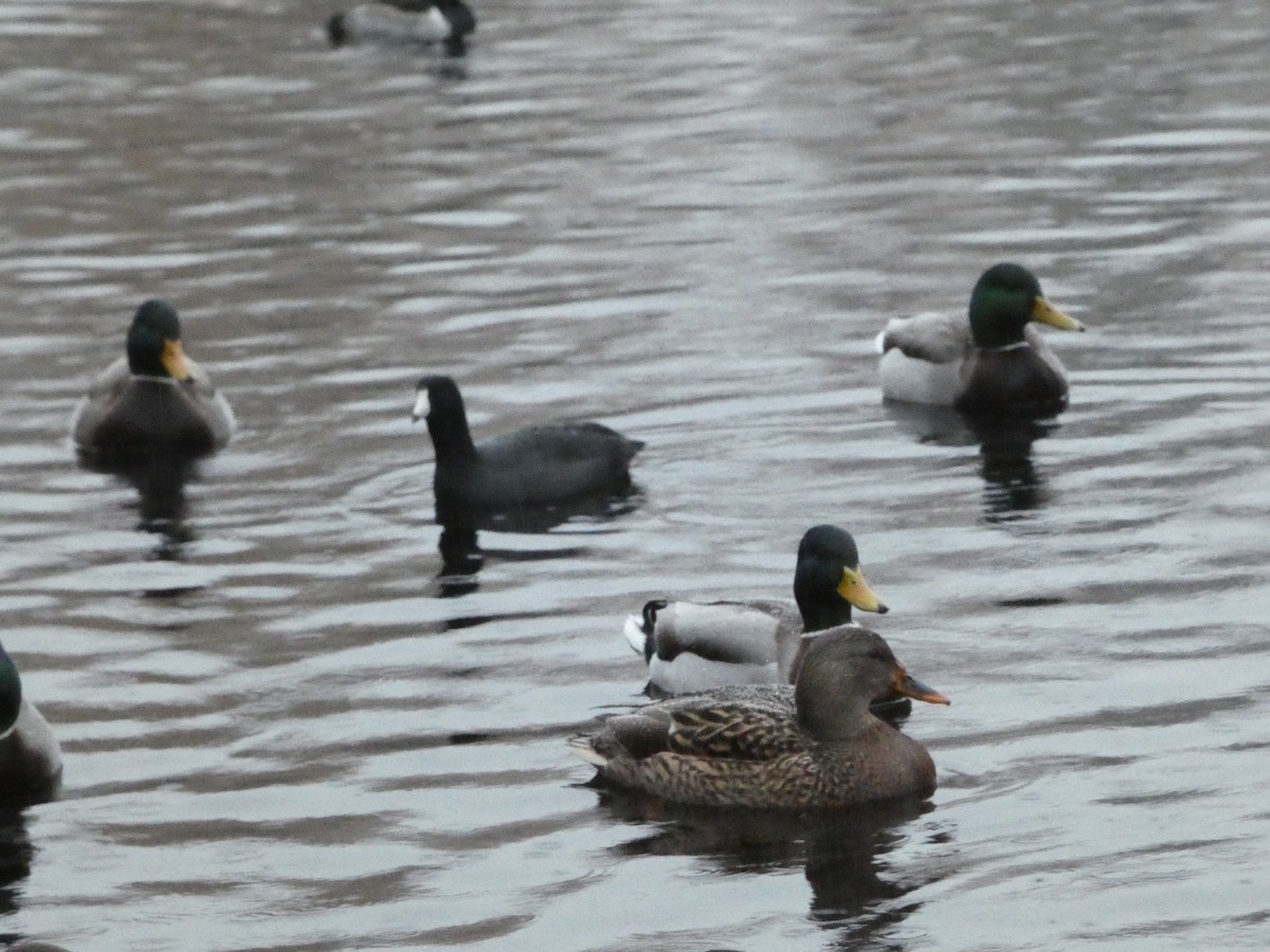 Yeşilbaş - ML646379017