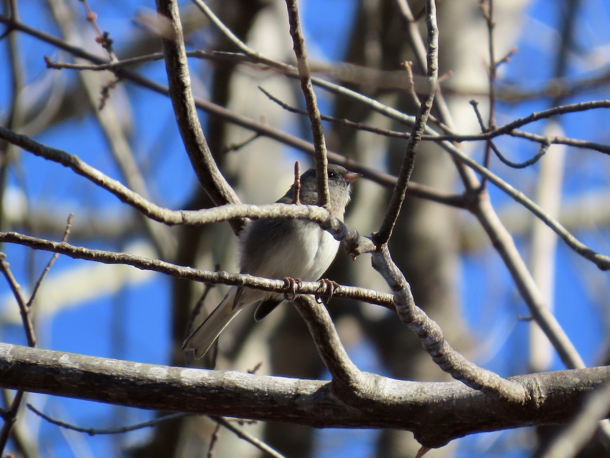 Kara Gözlü Junko (hyemalis/carolinensis) - ML646379019