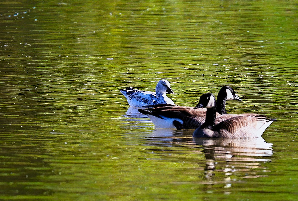 Kar Kazı - ML646379020