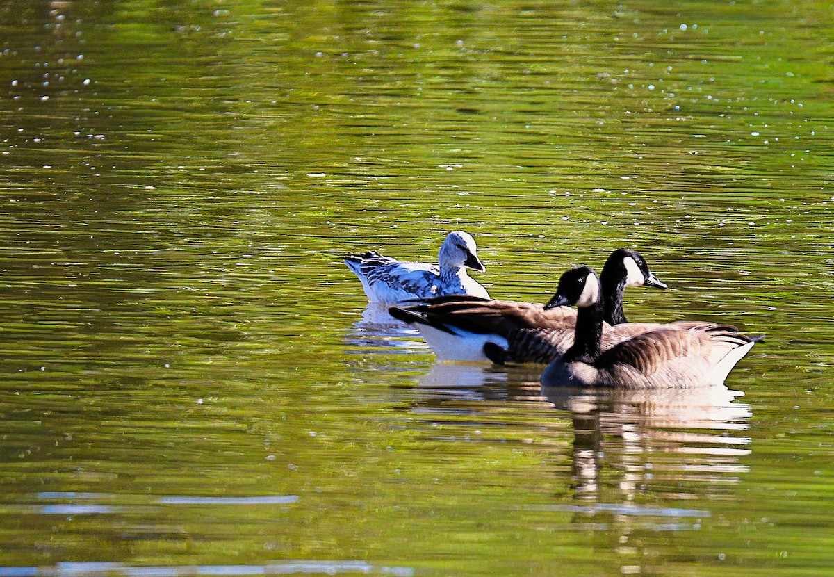 Kar Kazı - ML646379021