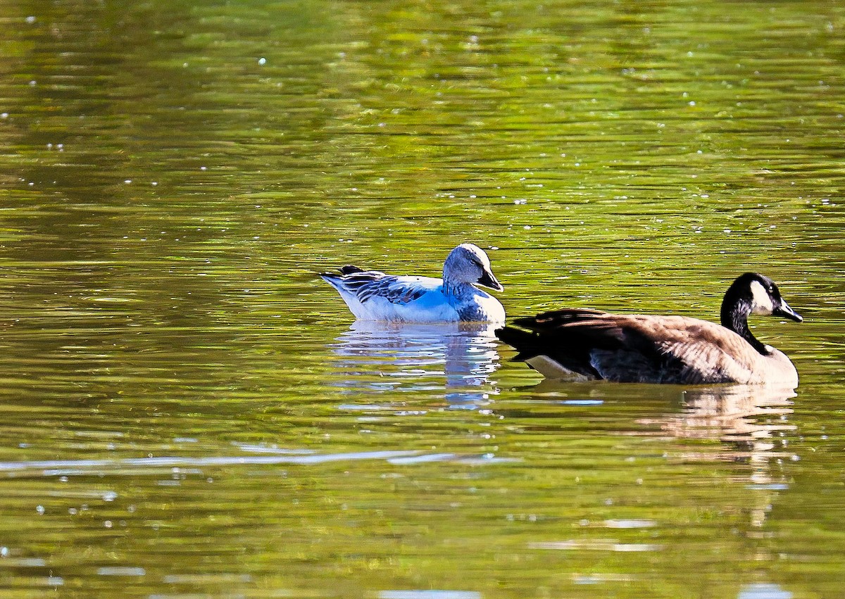 Kar Kazı - ML646379022