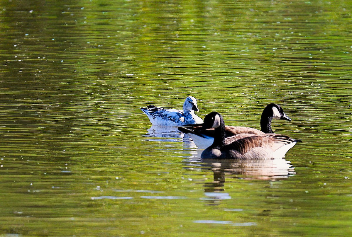 Kar Kazı - ML646379023