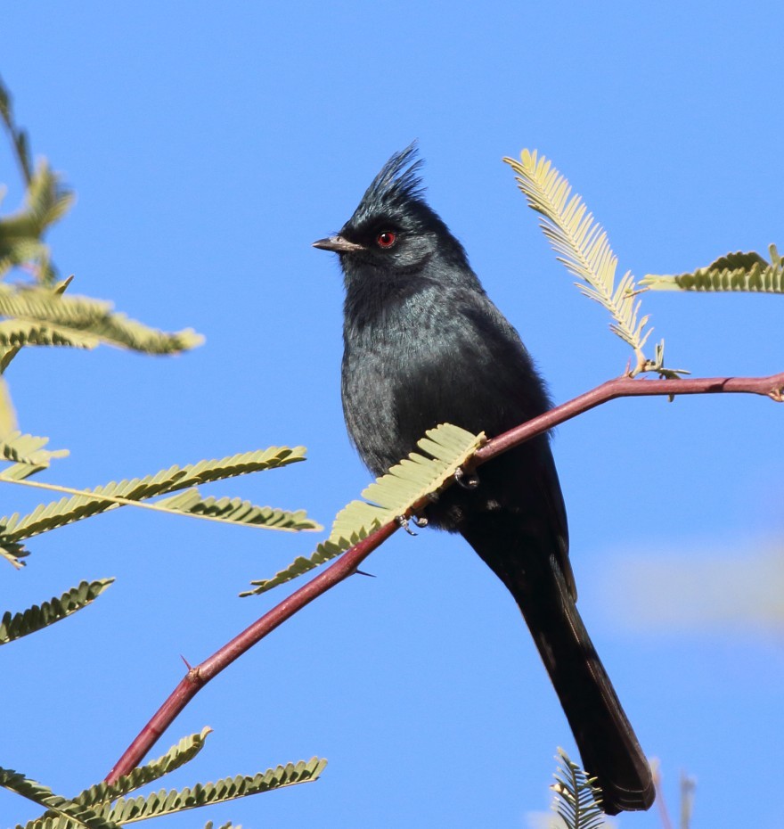 Kara Faynopepla - ML646379024