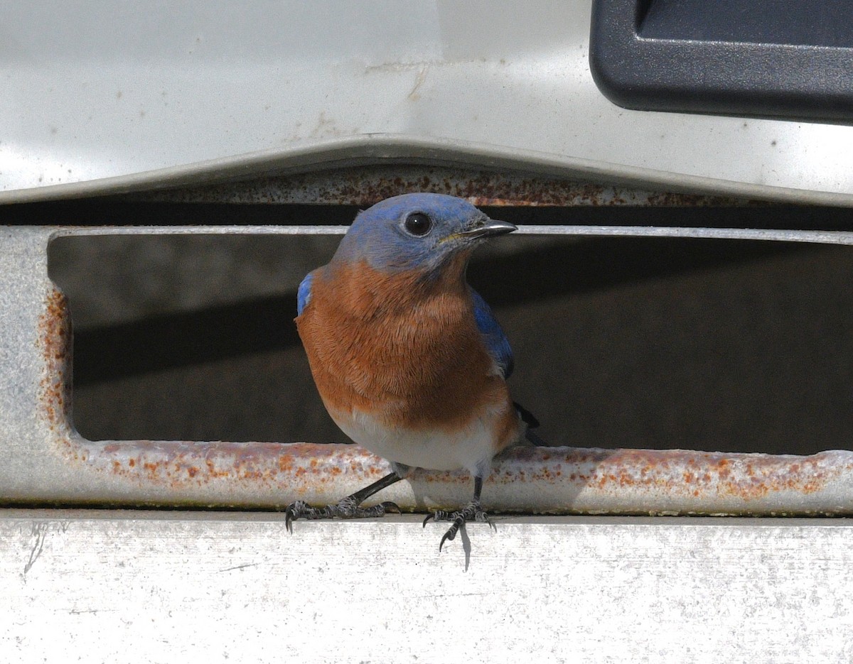 Блакитник східний - ML646379026