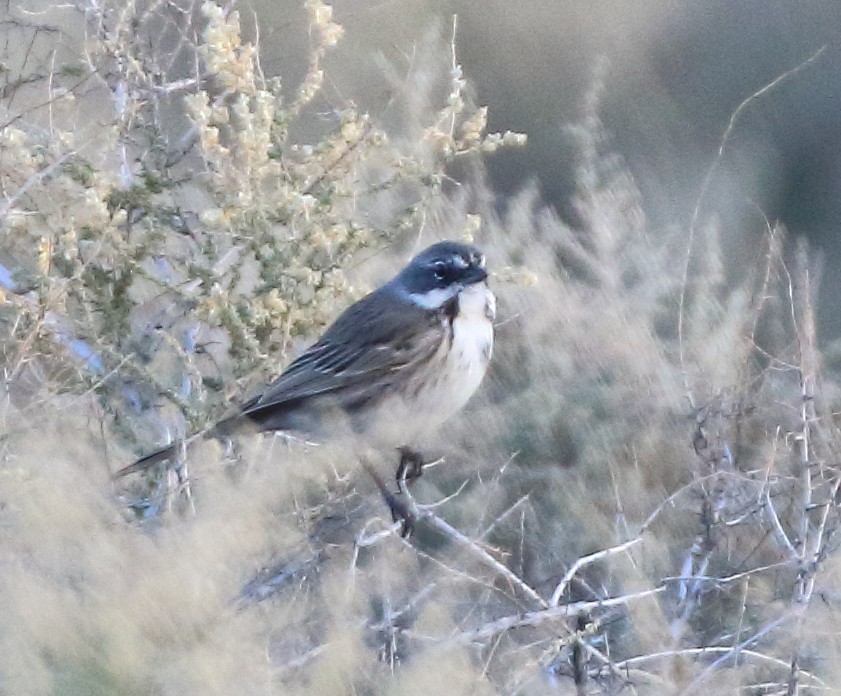 Bell's Sparrow - ML646379027