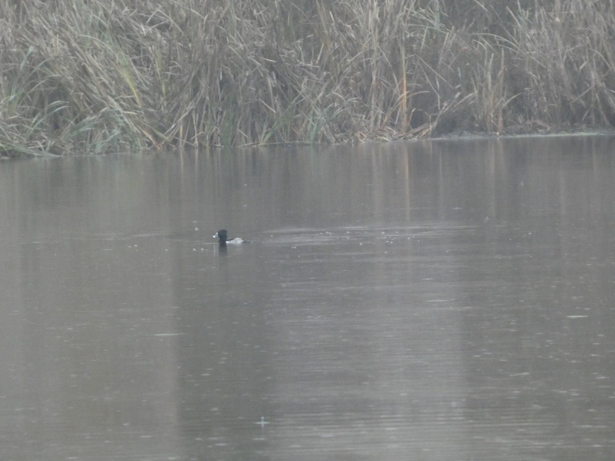 Ring-necked Duck - ML646379032
