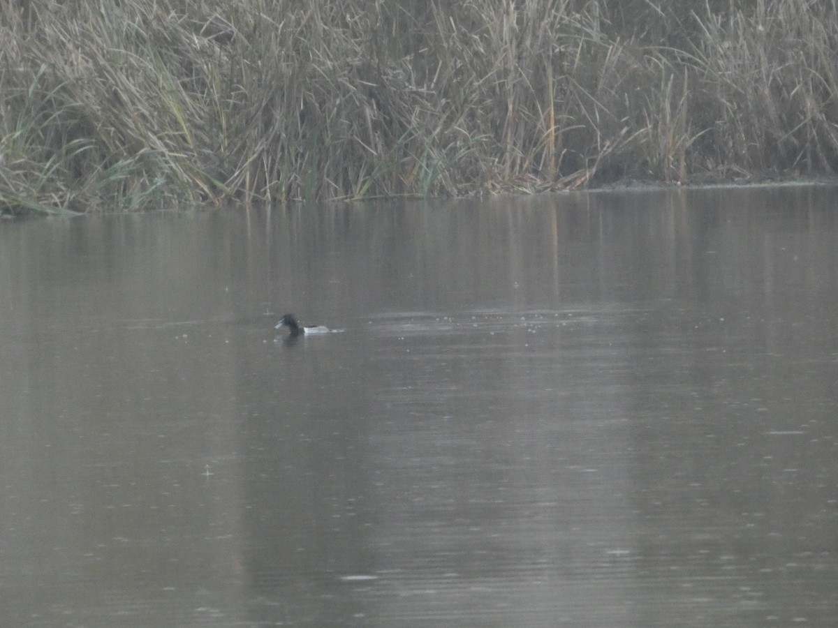 Ring-necked Duck - ML646379033