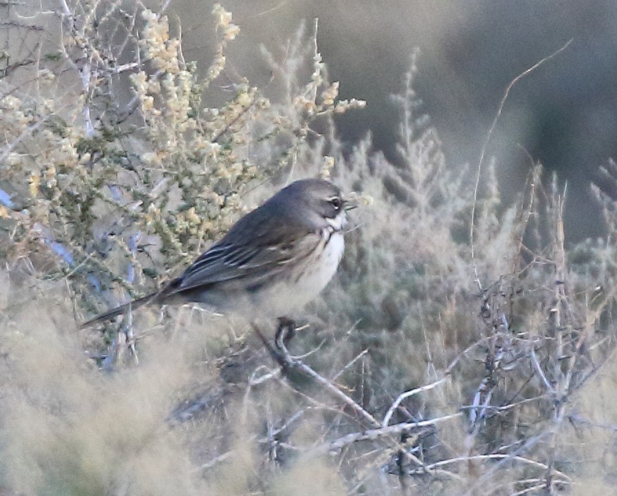 Bell's Sparrow - ML646379035