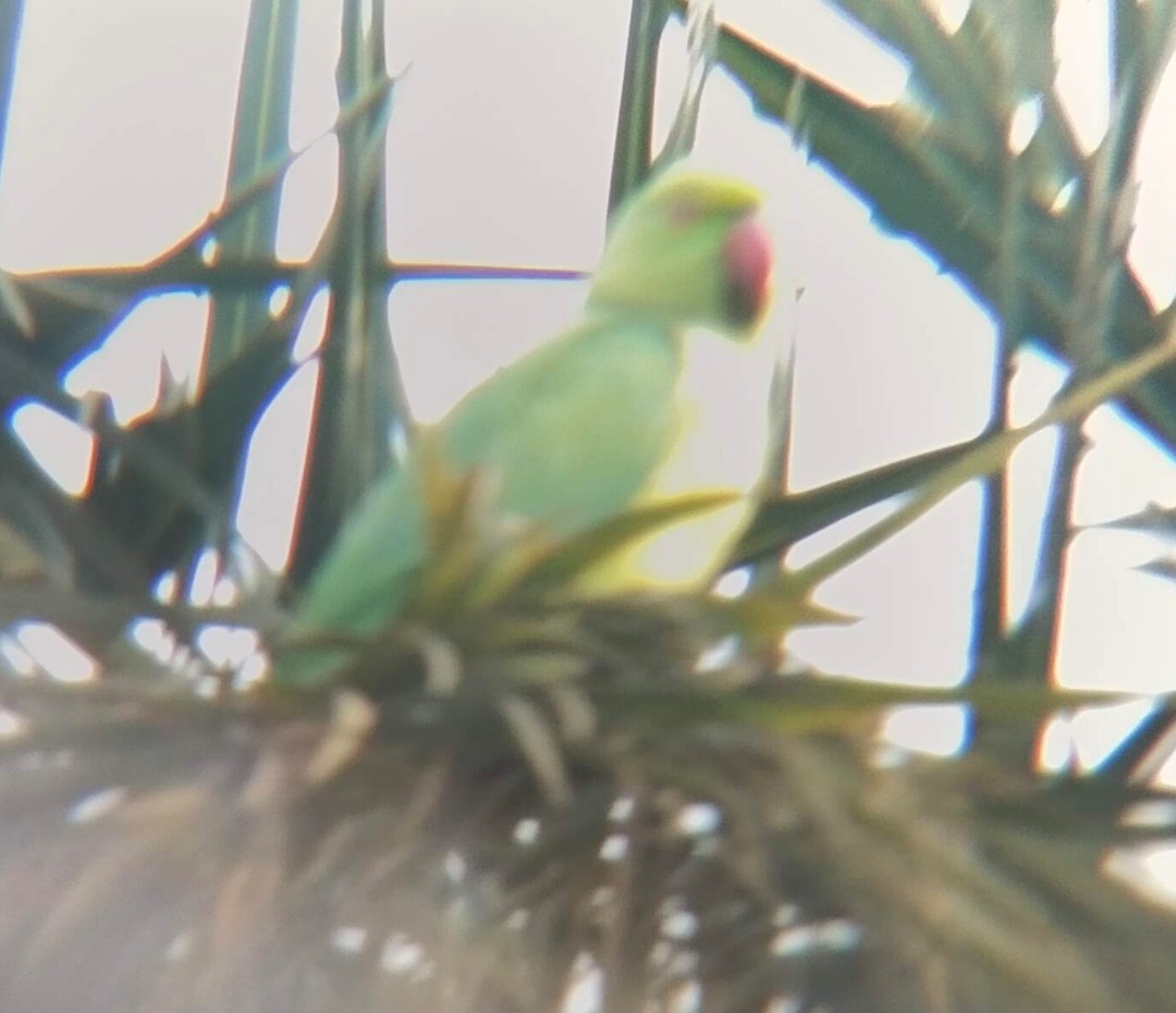 Rose-ringed Parakeet - ML646379036