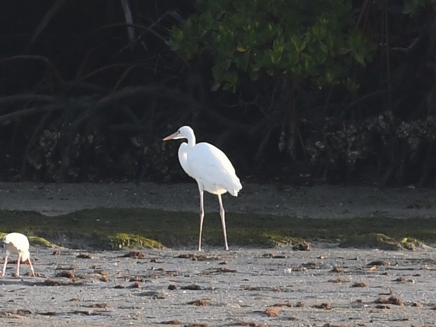 Great Blue Heron (Great White) - ML646379040