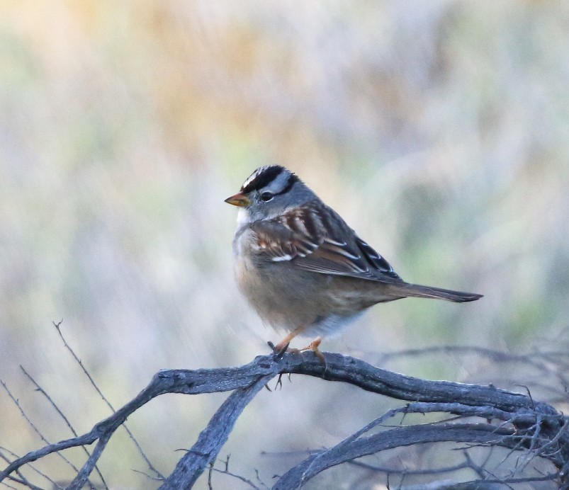 White-crowned Sparrow - ML646379041