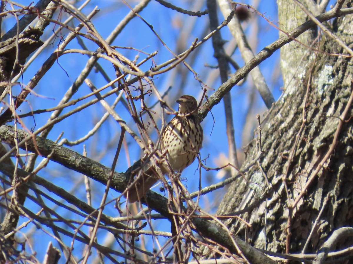 Cuitlacoche Rojizo - ML646379043
