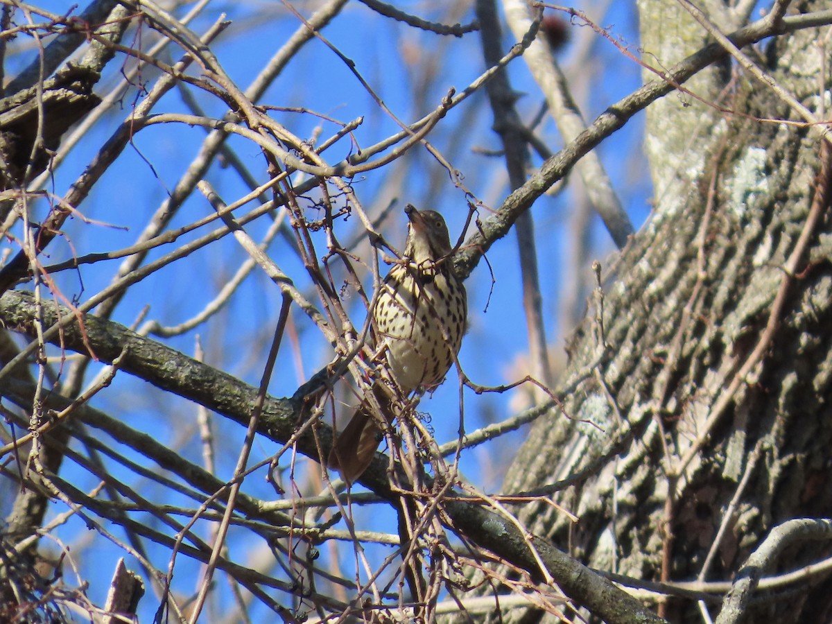 Cuitlacoche Rojizo - ML646379044
