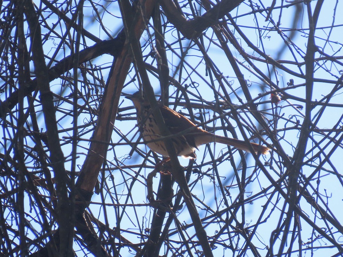 Cuitlacoche Rojizo - ML646379045