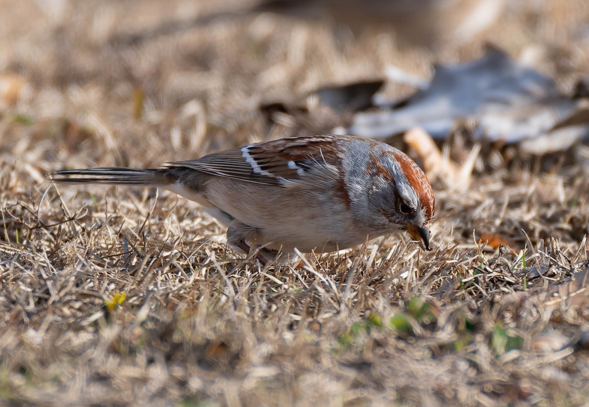 American Tree Sparrow - ML646379046