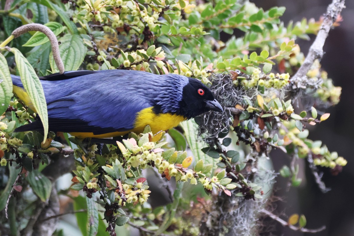 Hooded Mountain Tanager - ML646379047