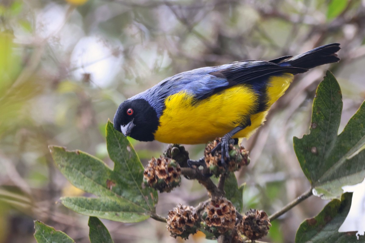 Hooded Mountain Tanager - ML646379048