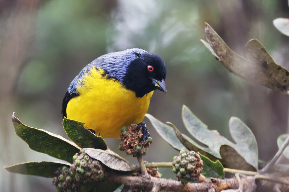 Hooded Mountain Tanager - ML646379049