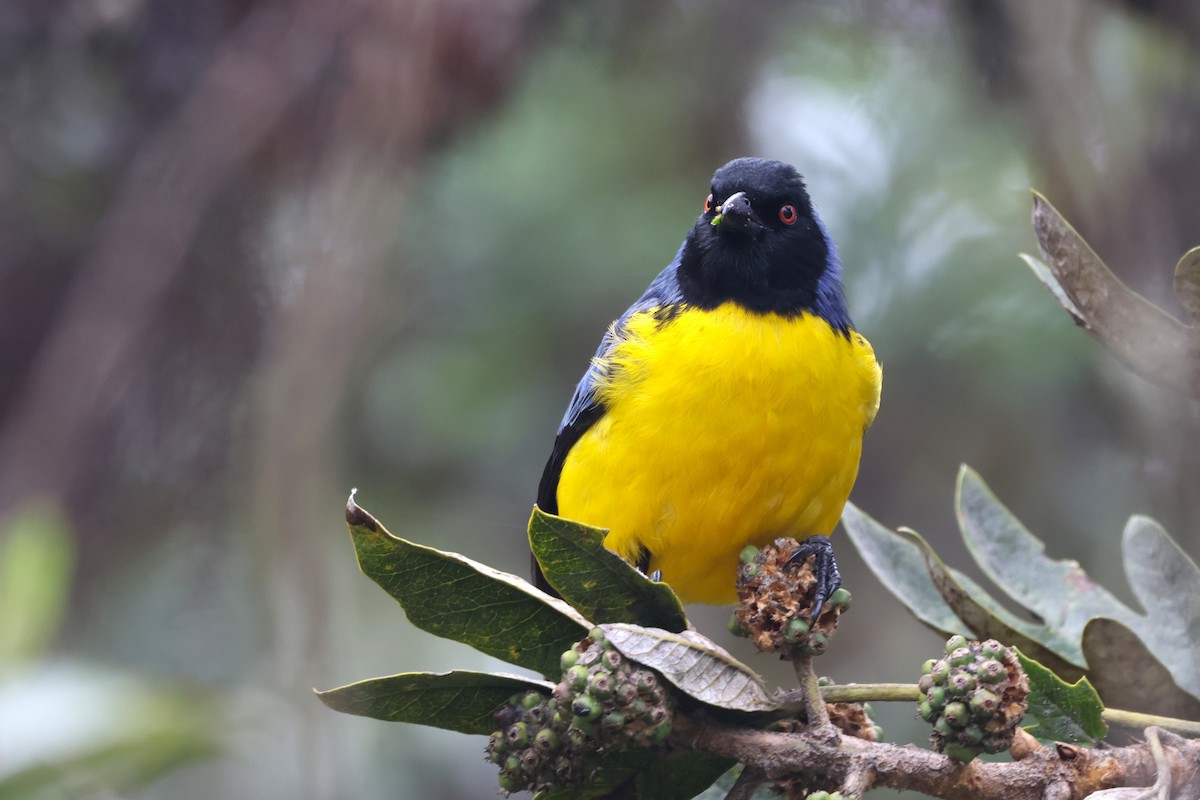 Hooded Mountain Tanager - ML646379050