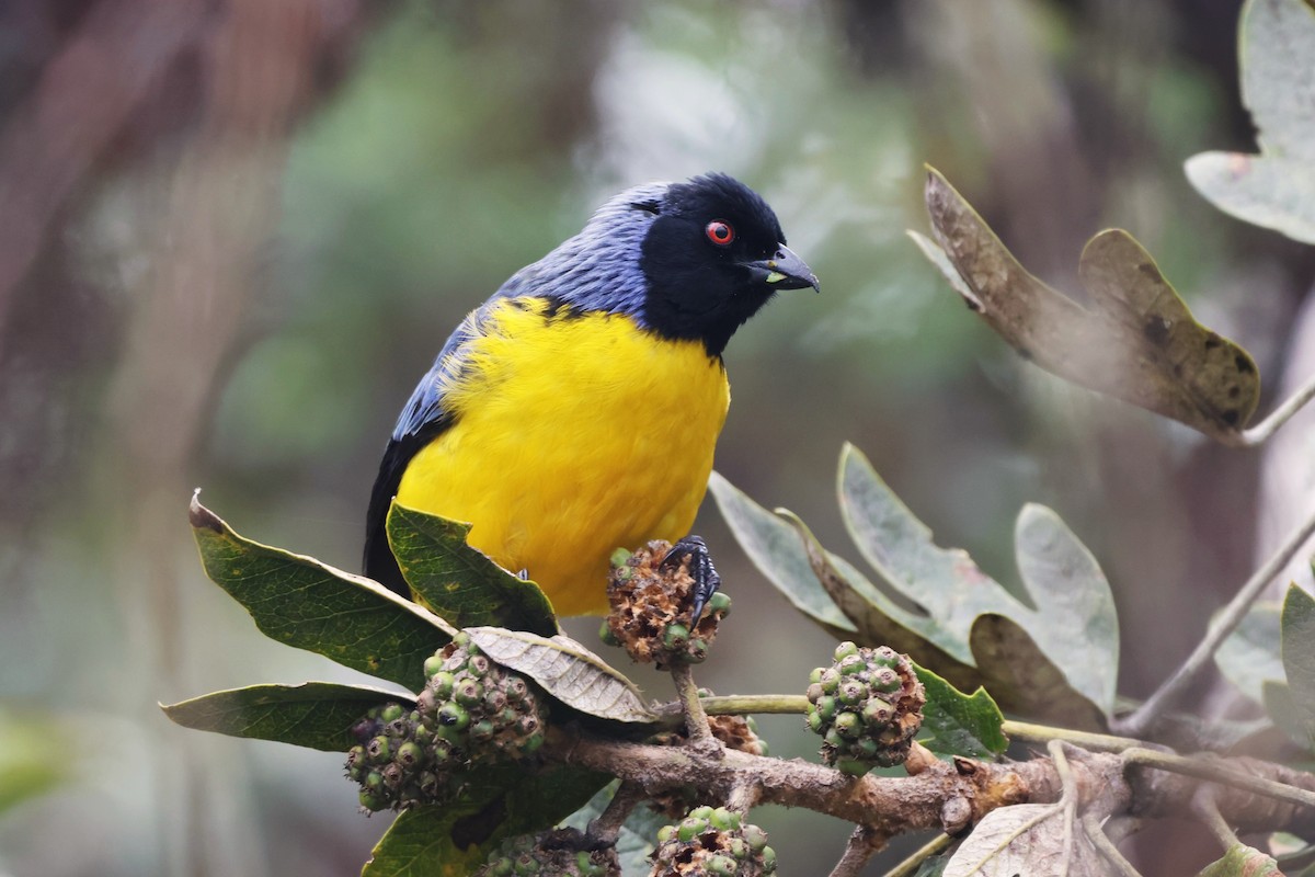 Hooded Mountain Tanager - ML646379051