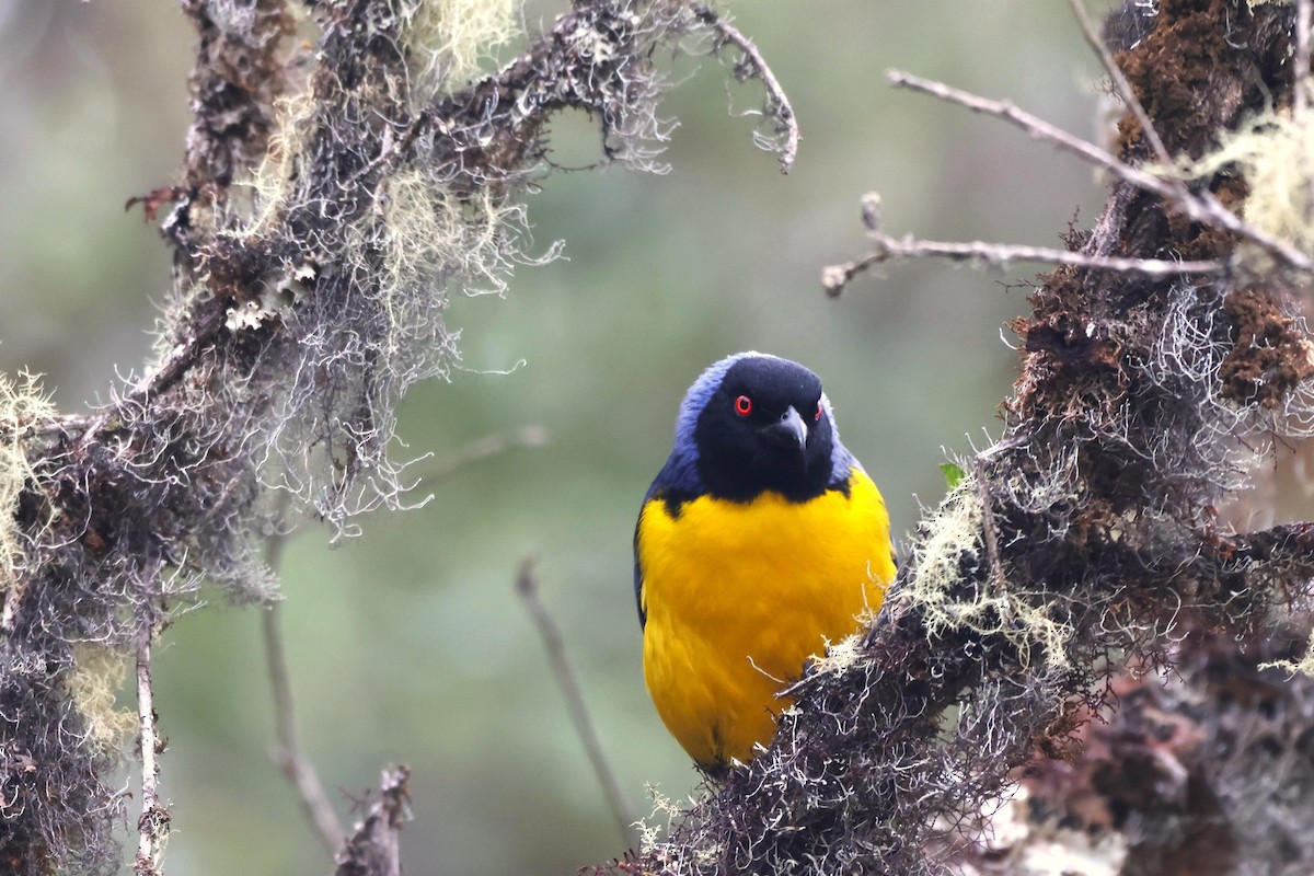 Hooded Mountain Tanager - ML646379052