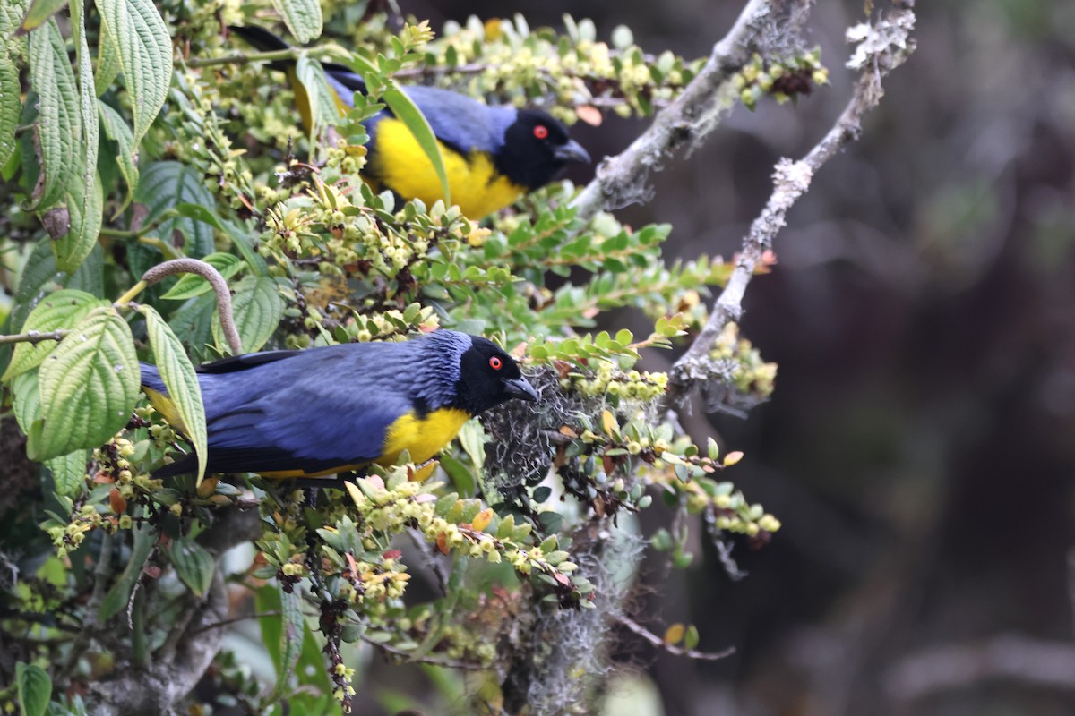 Hooded Mountain Tanager - ML646379053