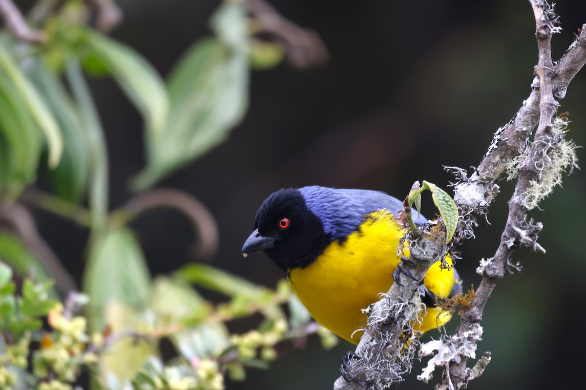 Hooded Mountain Tanager - ML646379054