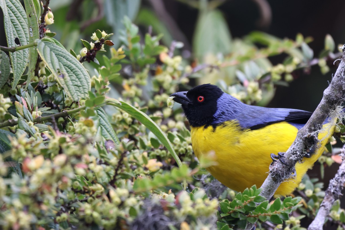 Hooded Mountain Tanager - ML646379055