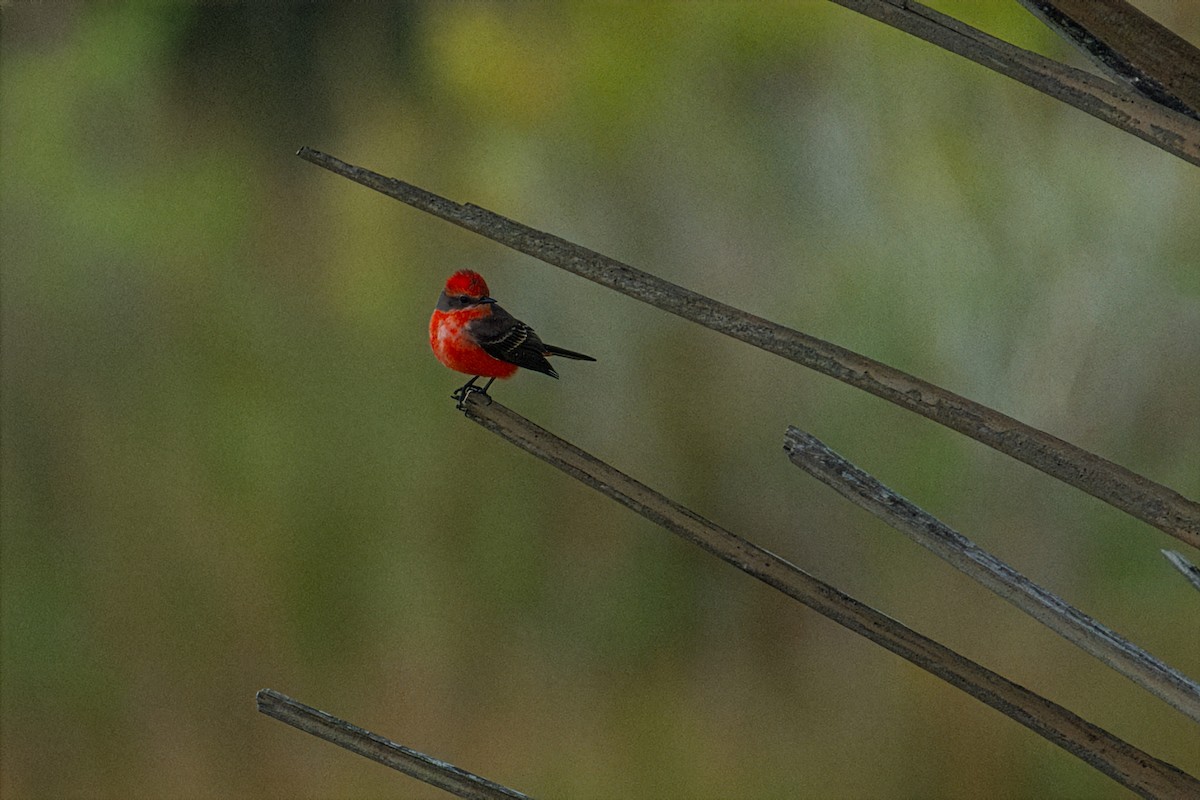 Vermilion Flycatcher - ML646379056