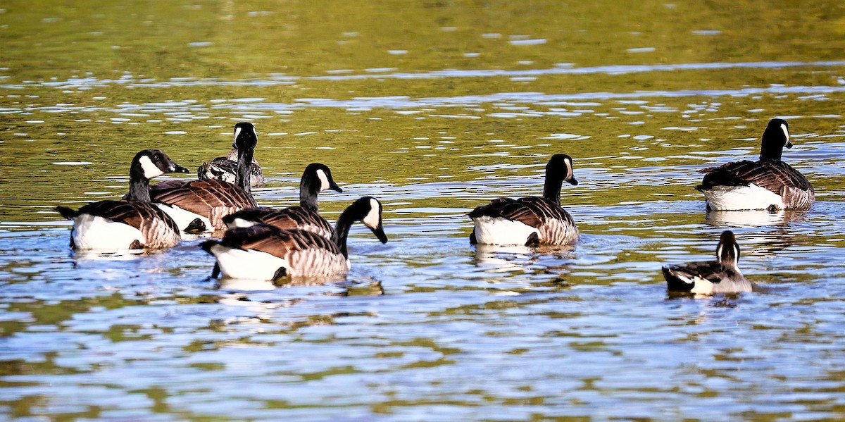 Canada Goose - ML646379057