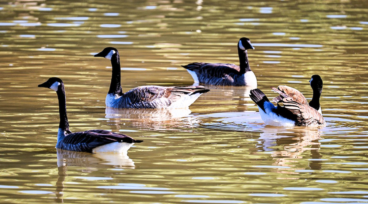 Canada Goose - ML646379058