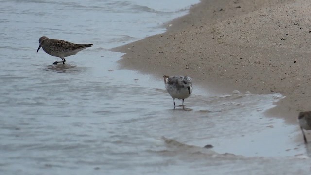 Red Phalarope - ML646379061