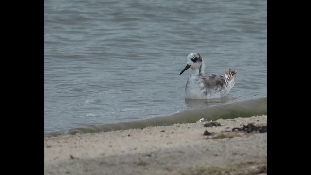 Red Phalarope - ML646379064