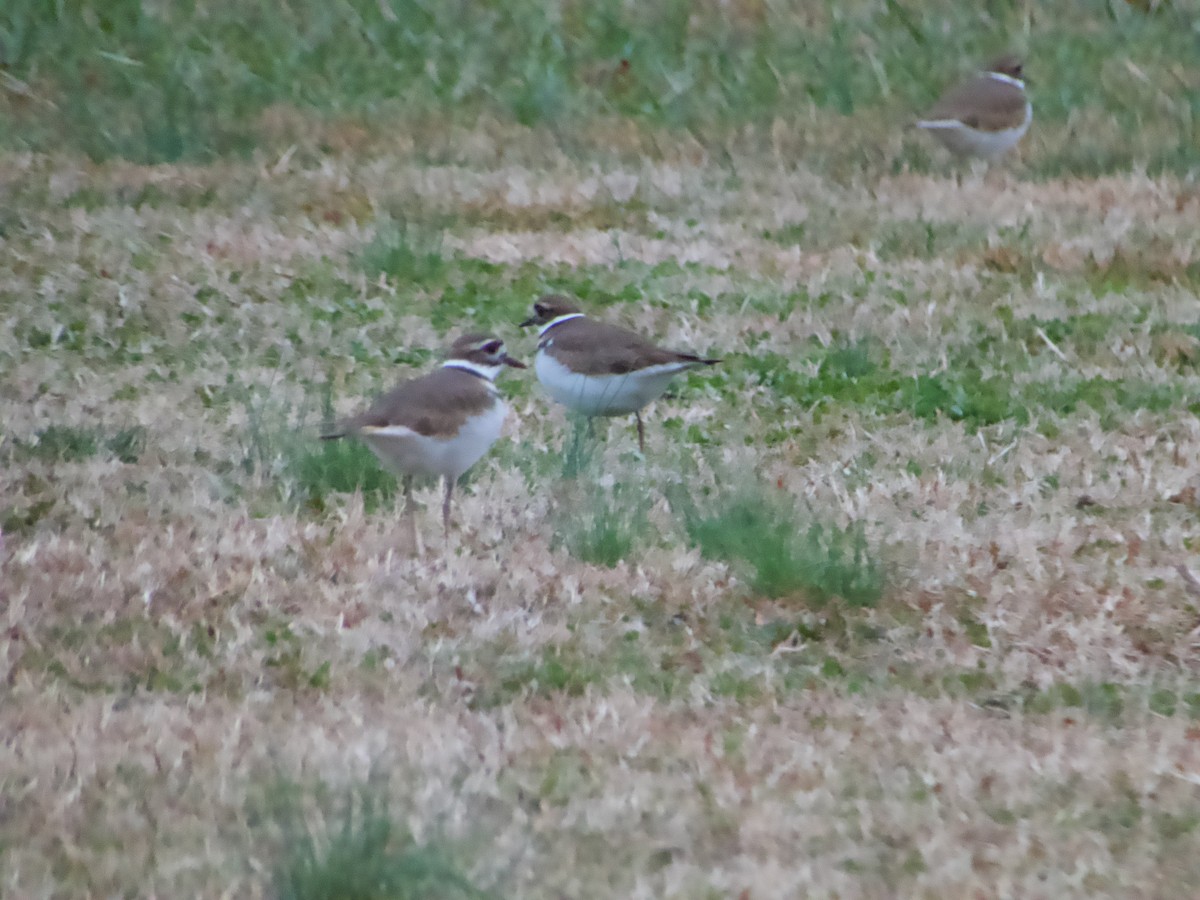 Killdeer - ML646379065