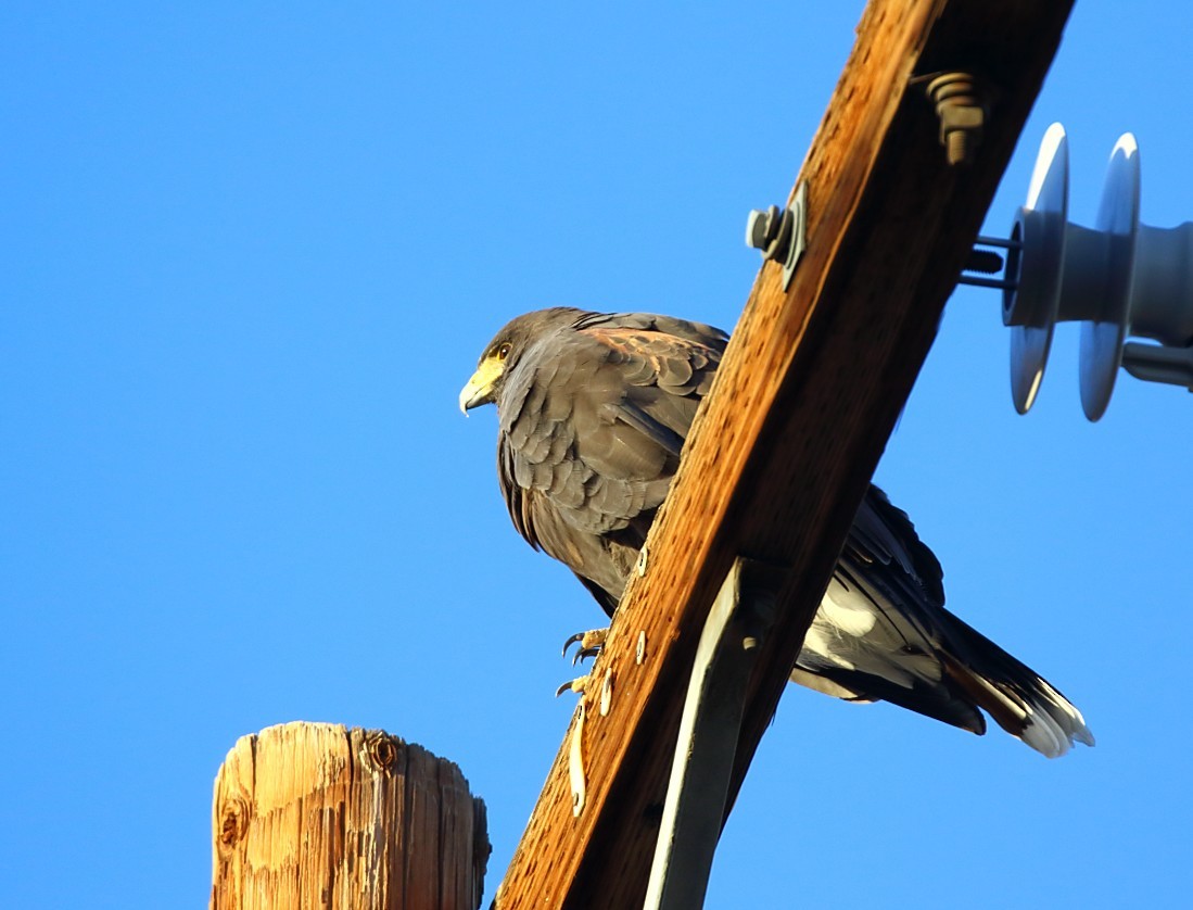 Harris's Hawk - ML646379066