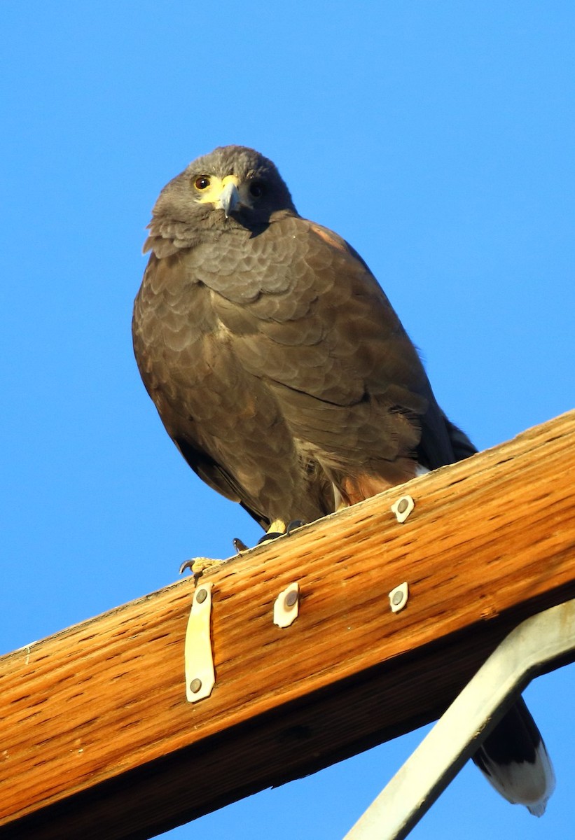 Harris's Hawk - ML646379067