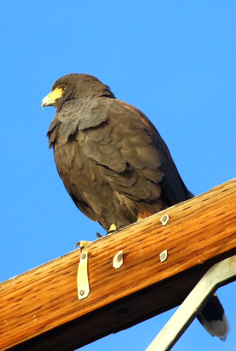 Harris's Hawk - ML646379072