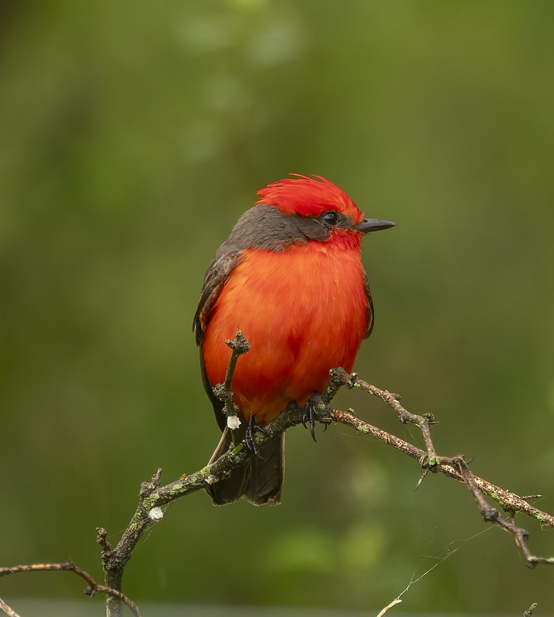 Vermilion Flycatcher - ML646379075