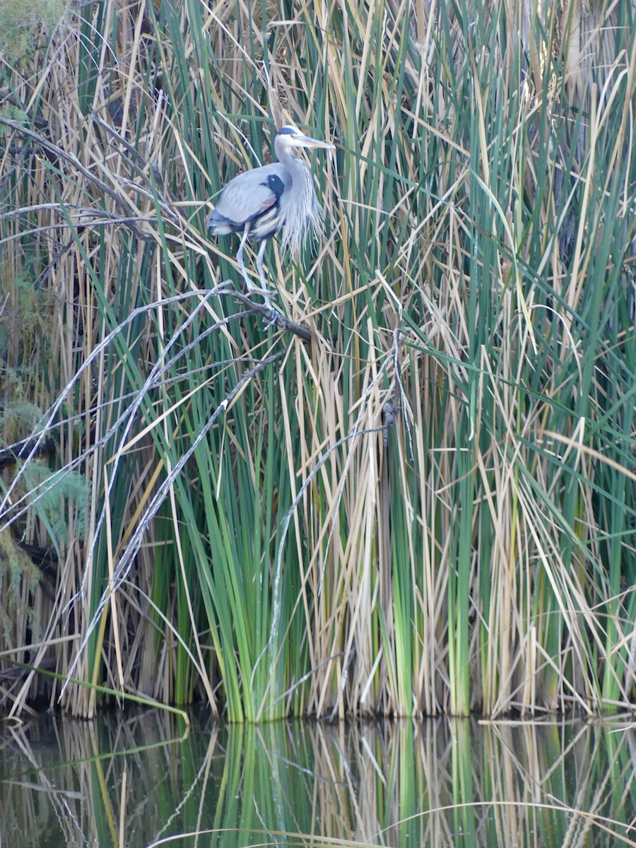 Great Blue Heron - ML646379077