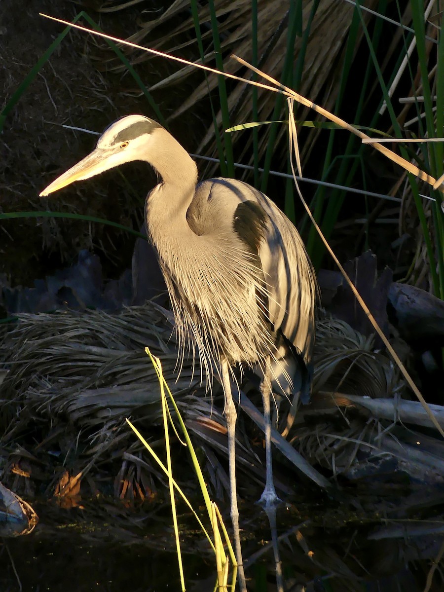 Great Blue Heron - ML646379078