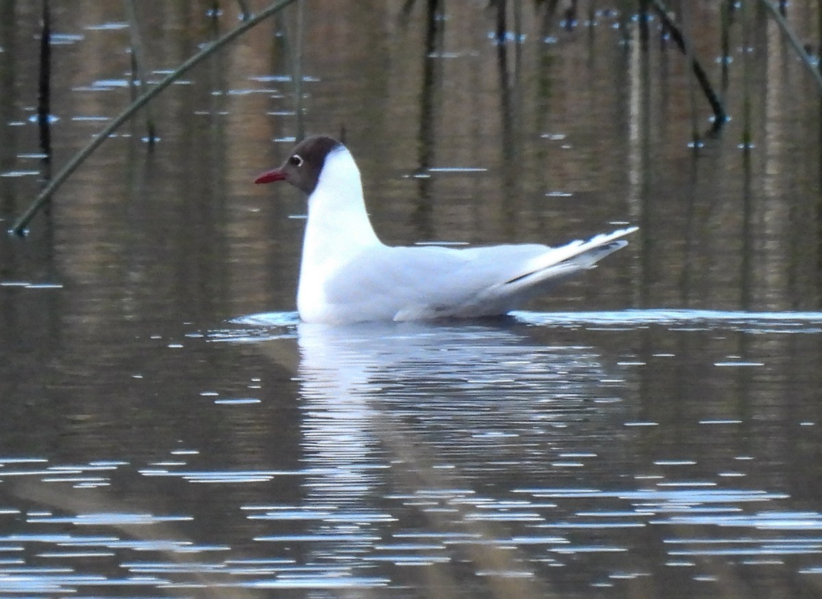 Antxeta patagoniarra - ML646379079
