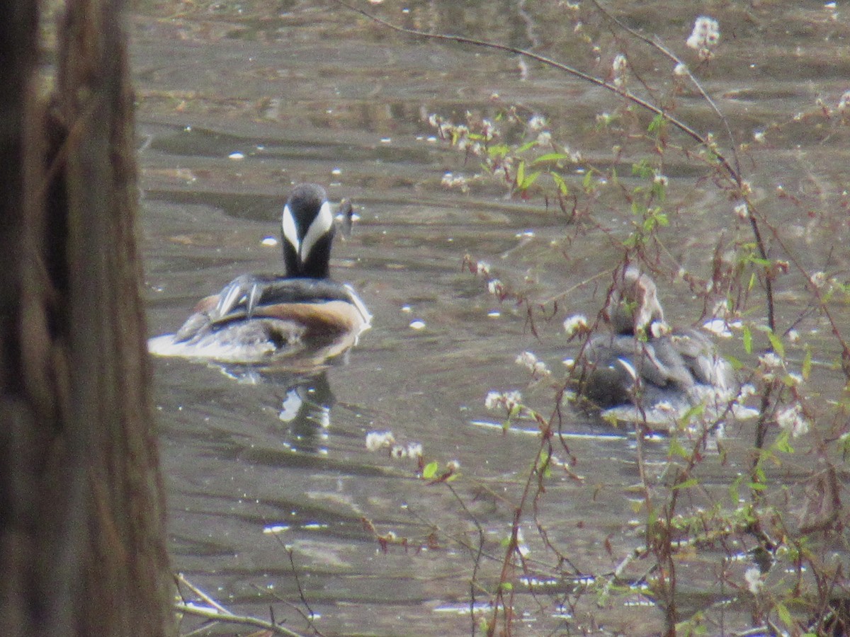 Hooded Merganser - ML646379080