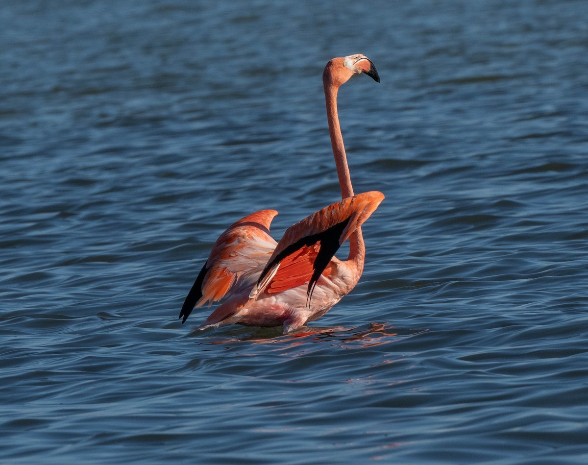 American Flamingo - ML646379081