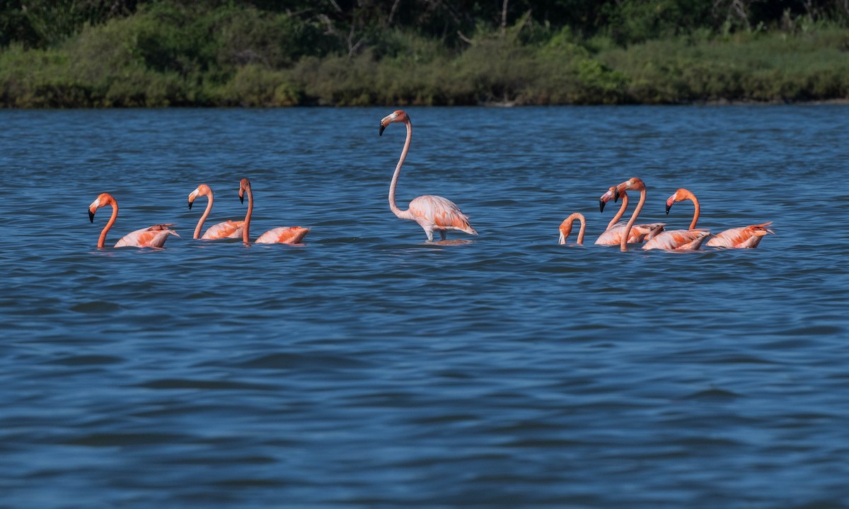 American Flamingo - ML646379082